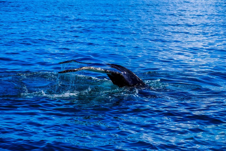 Discover the Unseen: Why Ocean Discovery Tours Are a Must-Experience Adventure