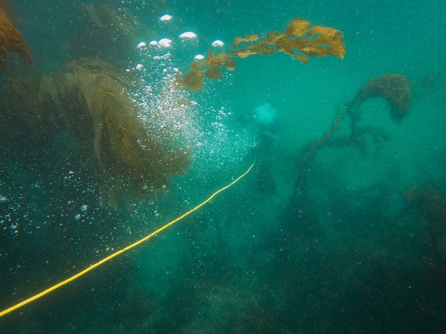 Mastering the Deep: 5 Essential Tips for Beginner Divers